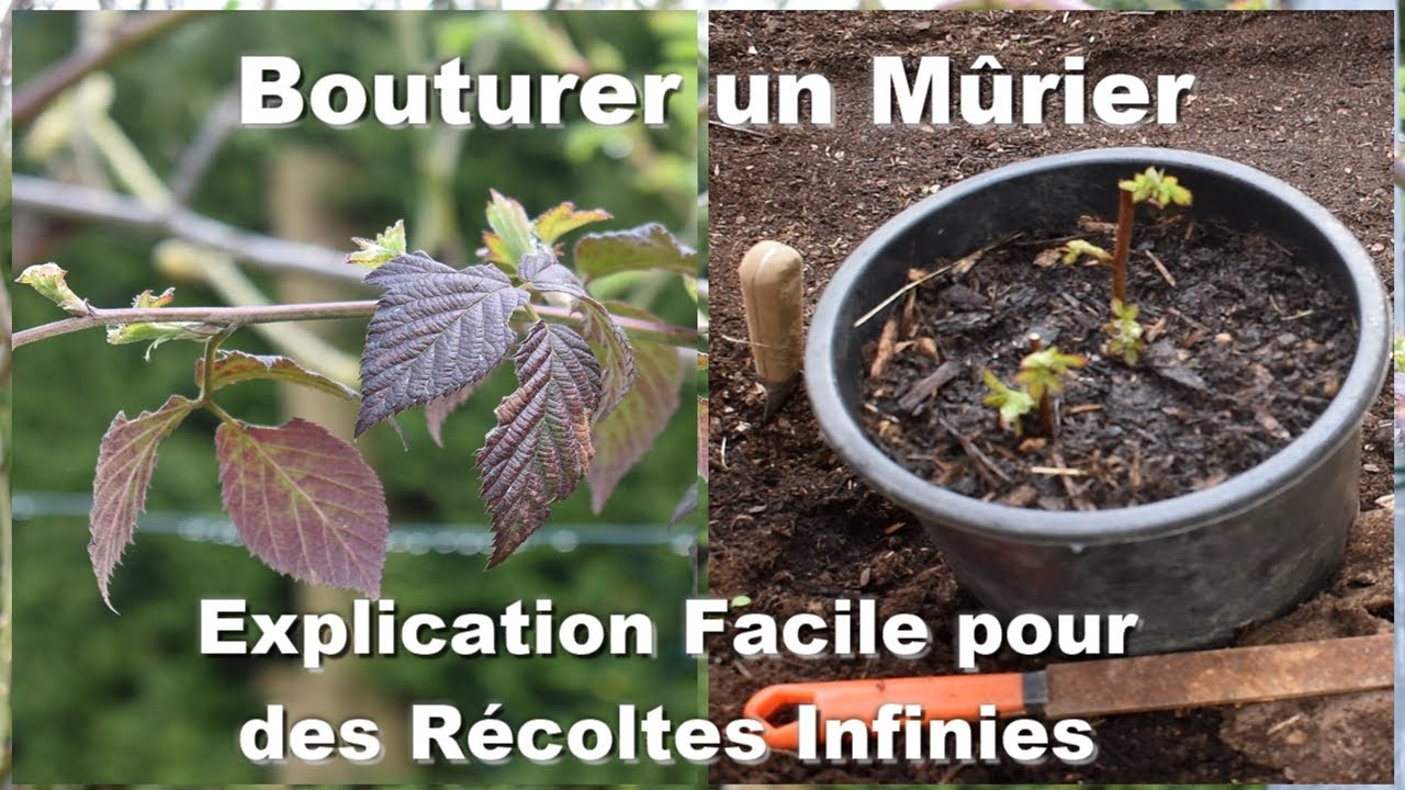 Bouturer un Mûrier : L'Explication Facile pour des Récoltes Infinies ! technique de jardinage