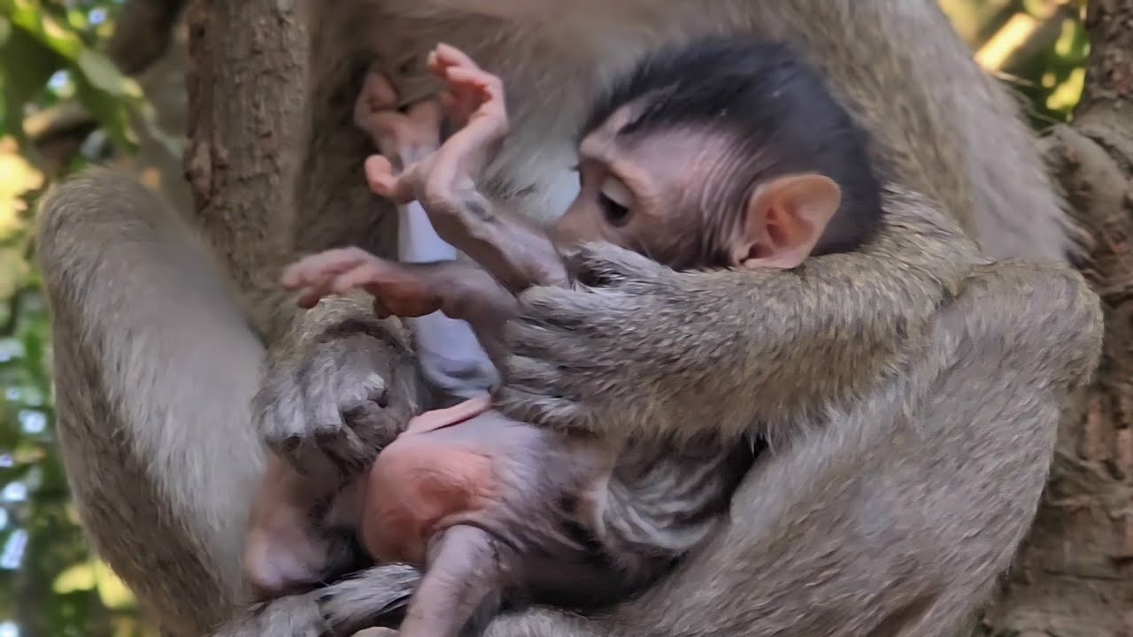 The mother of the adorable little monkey is playing with her baby's toys.