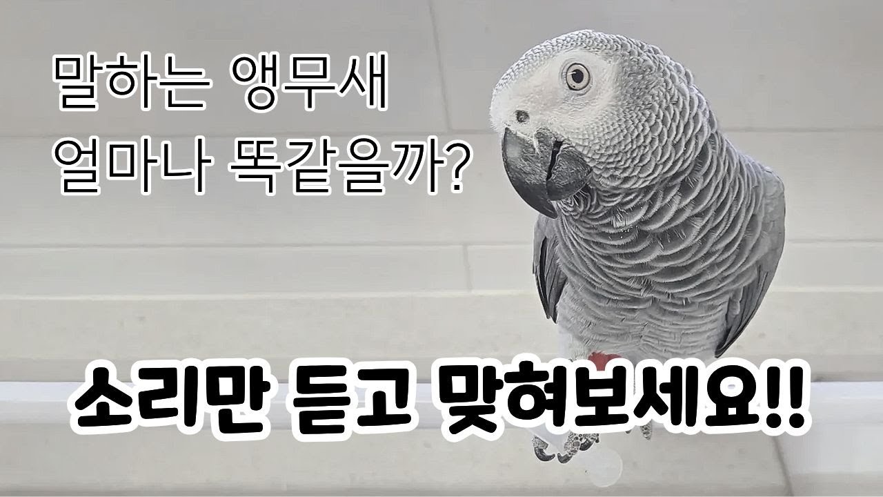 소리만 듣고 맞혀보세요｜이 ‘까꿍’ 중 사람 목소리는?