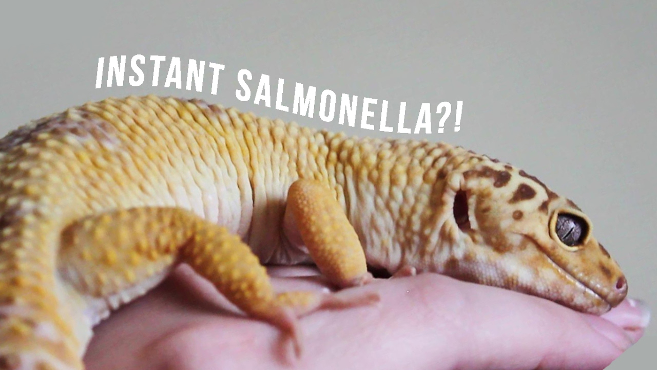 WHICH PETS CARRY SALMONELLA?