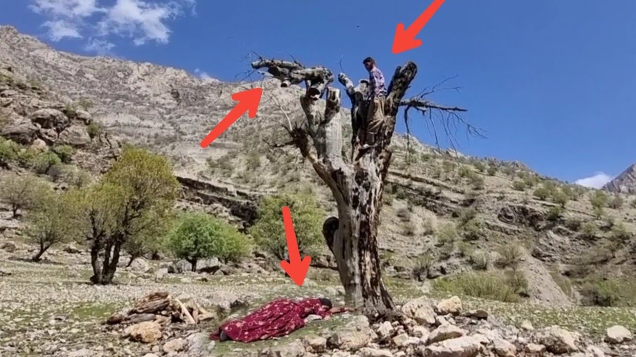 Nomadic Family's Journey: Dariush and Zahra&rsquo;s Mountain Quest for Firewood 🌲⛰️