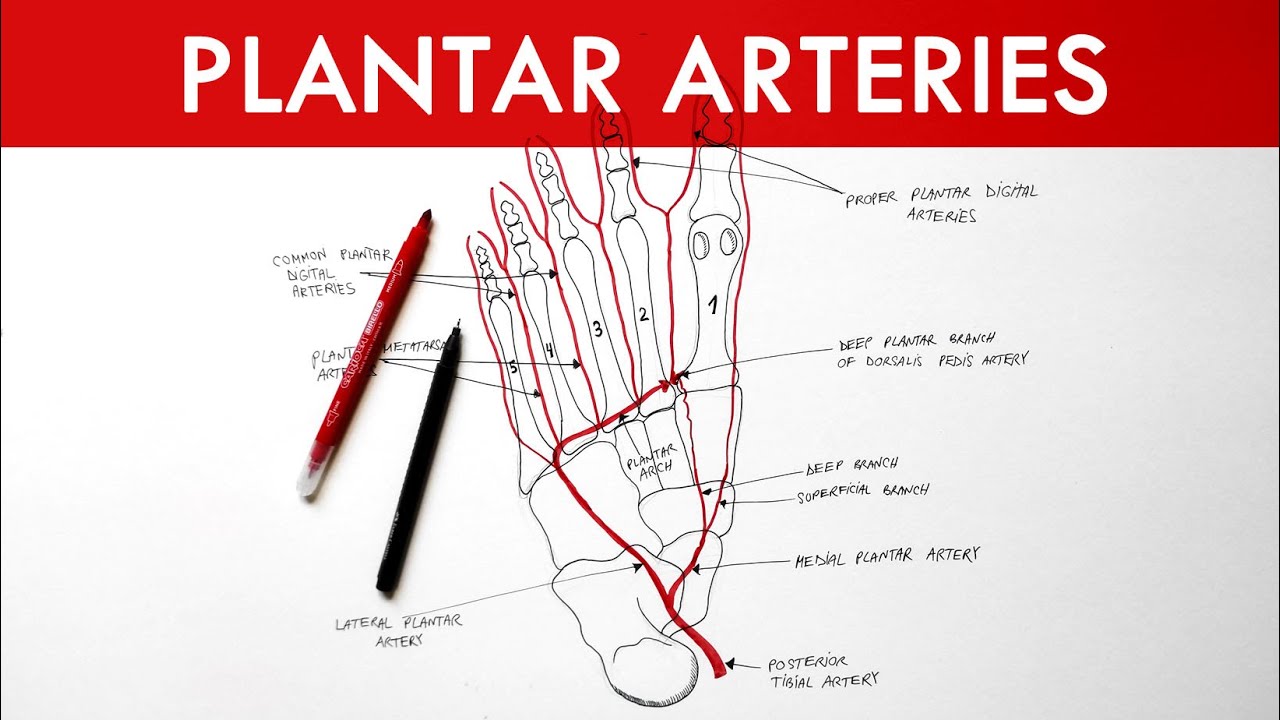 Plantar Arteries - Arterial supply to the foot | Anatomy tutorial