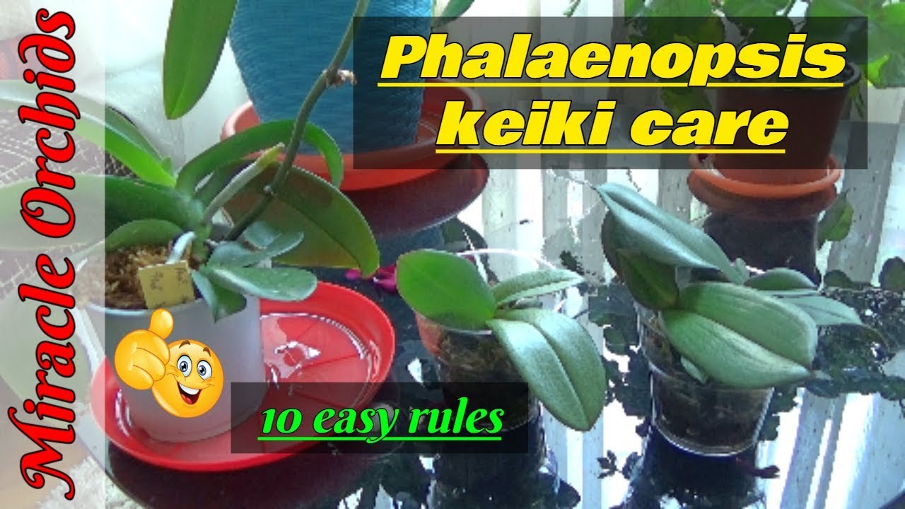 How to grow phalaenopsis orchid keikis after detaching in 10 EASY RULES