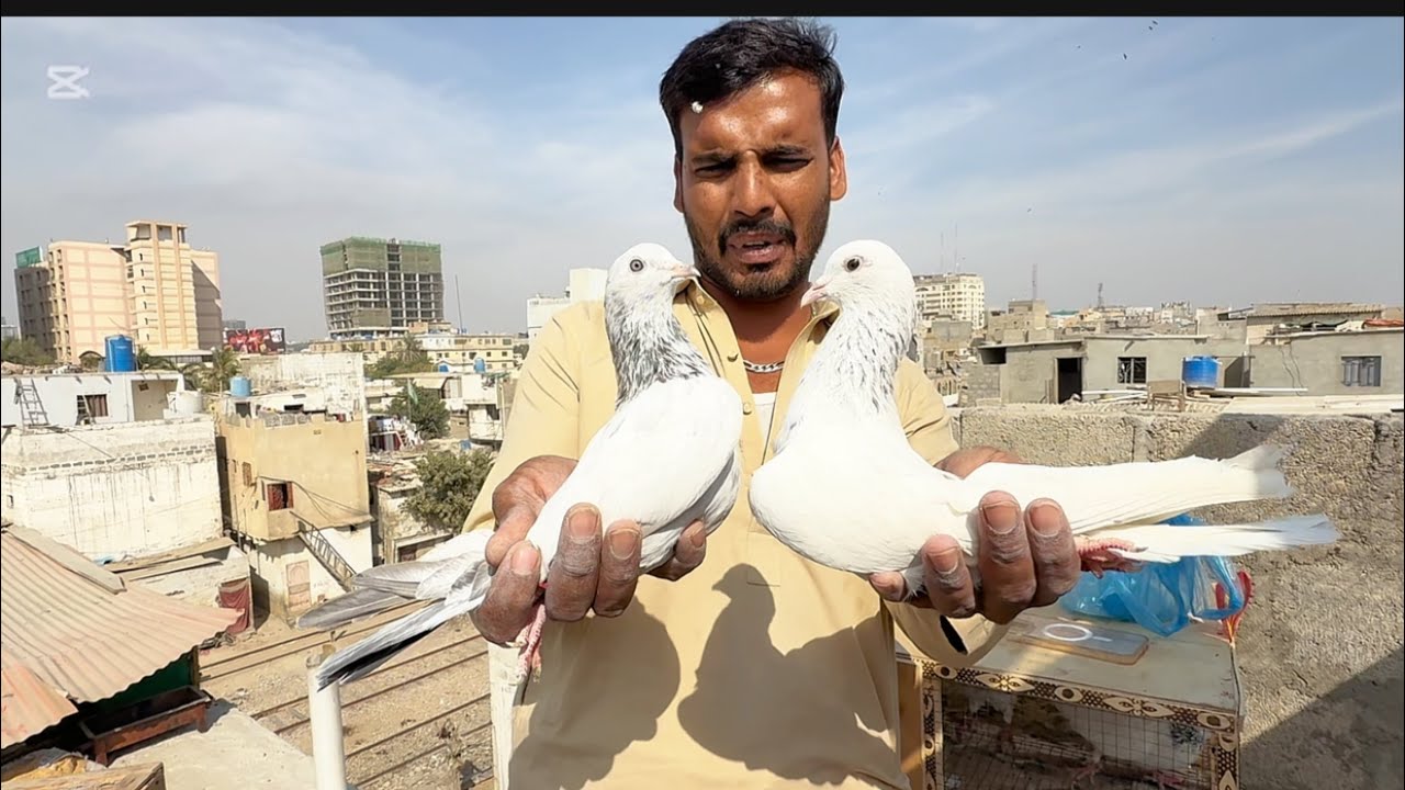 Old kabutar thut waly || Dewan sahb waly || jansahb waly!!!