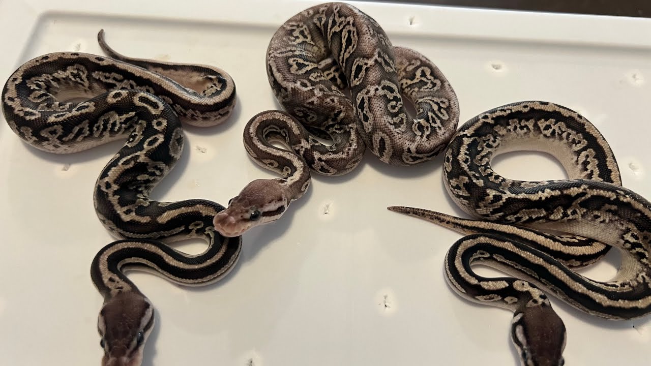Snake clutch update! Clutch 01-24 clown pieds