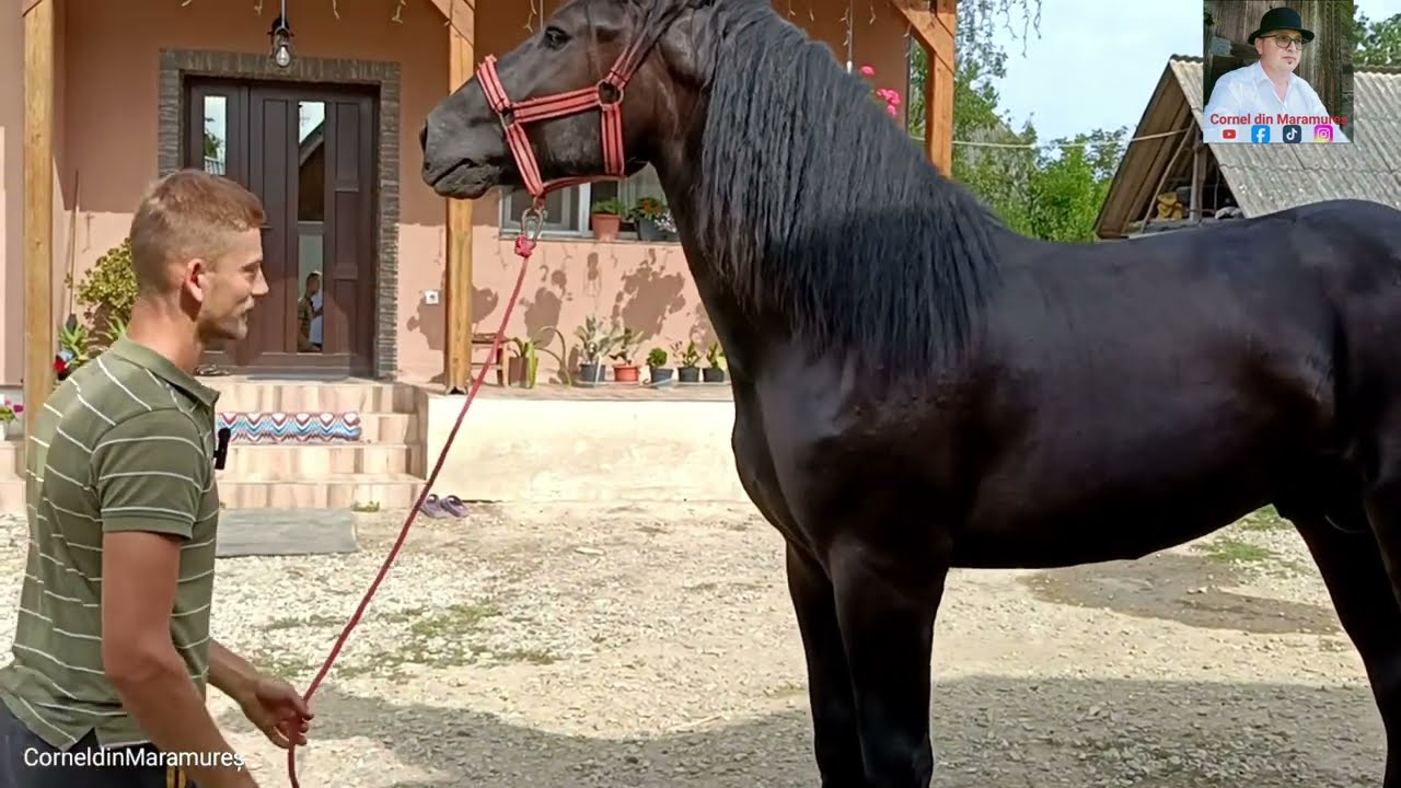 CAII DIN RASA PERCHERON AI UNUI TÂNĂR DIN ASUAJU DE SUS, MARAMUREȘ