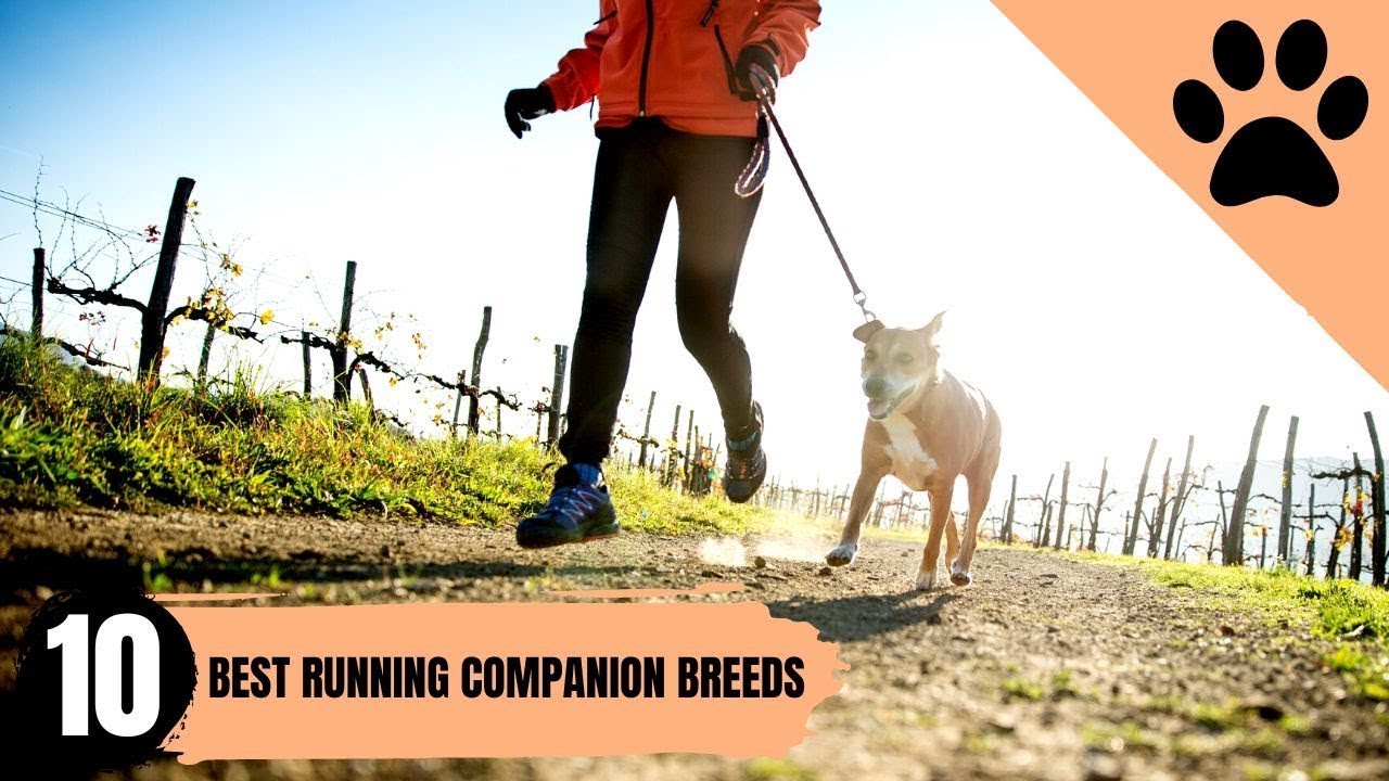 ¡Los mejores perros compañeros para correr que puedes tener!
