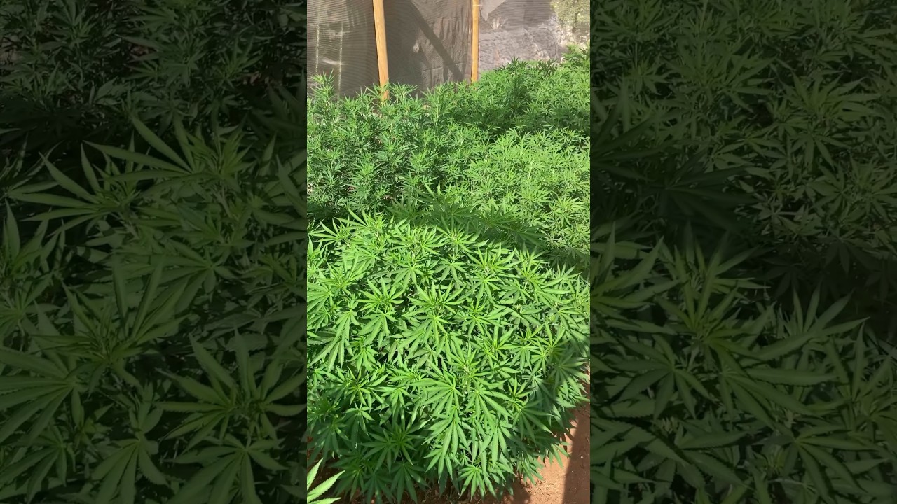 Controla Tu Cultivo Con Podas y Limpieza de Bajos #shorts