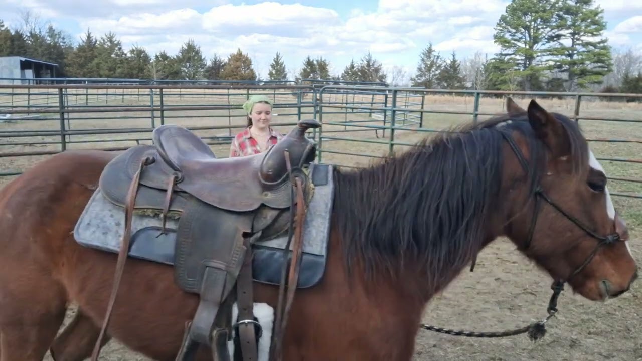 Yak lunge work - asking for change of direction #colt #horse #restart