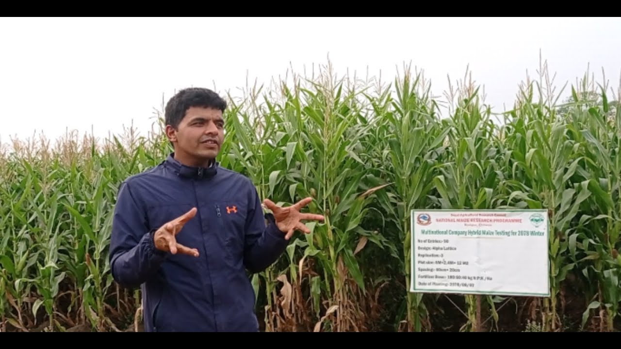 National Maize Research Program || Rampur|| By Mina Khadka
