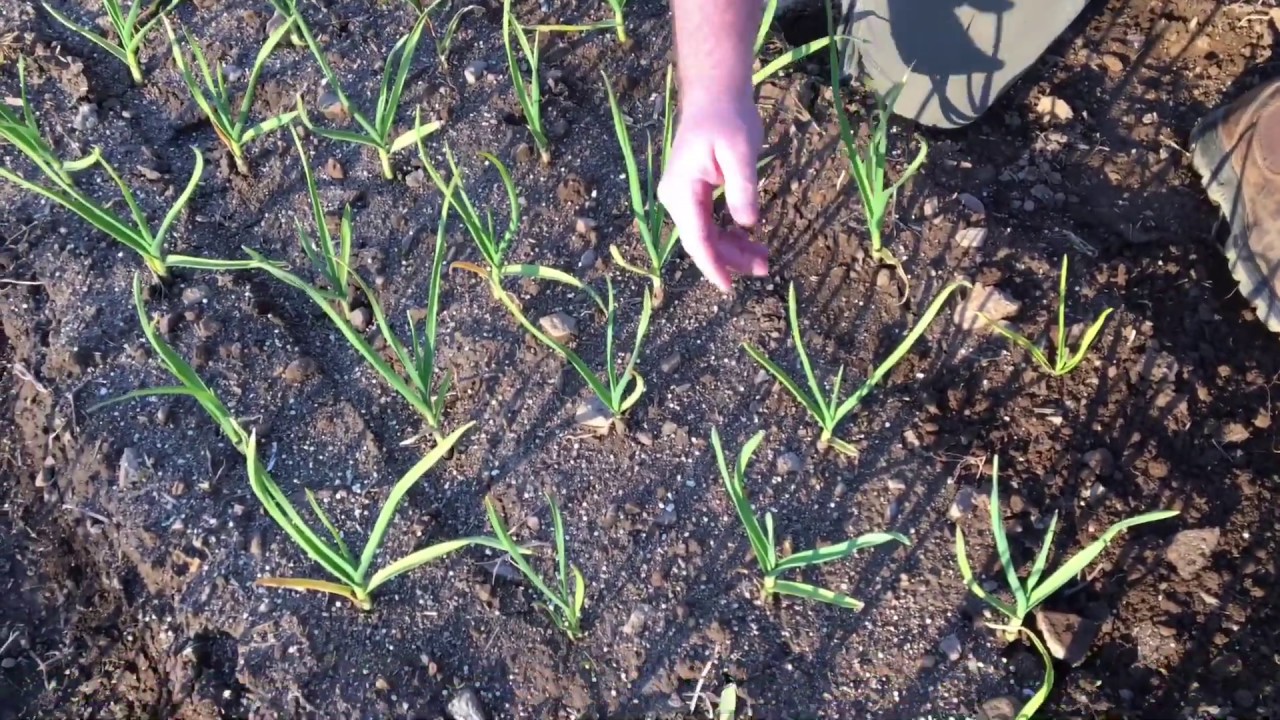 Garlic Early Season Care, Cultivation and Fertilizer  - April 1, 2020