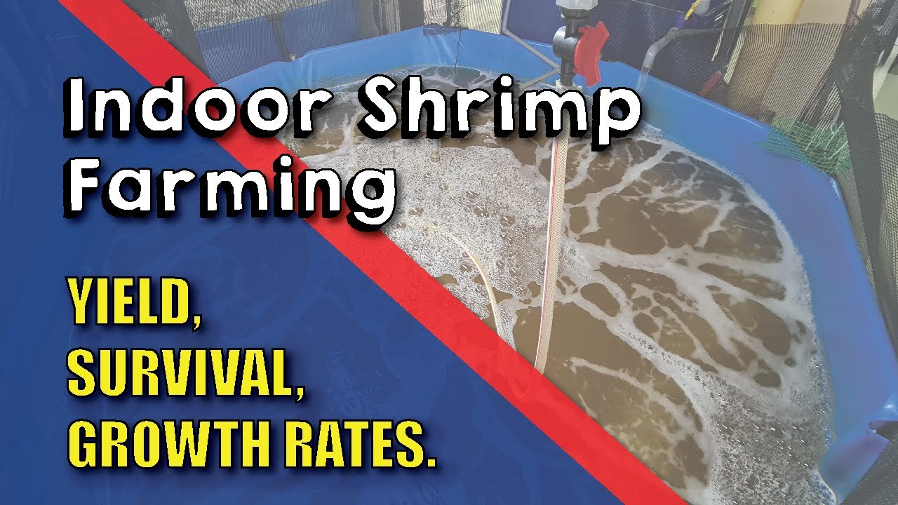 Biofloc Shrimp Harvest Performance Data | Yield, Survival, DOC |