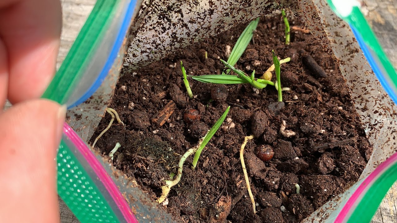 Как извлечь проросшие семена пальмы (Sabal palmetto) из пакетика