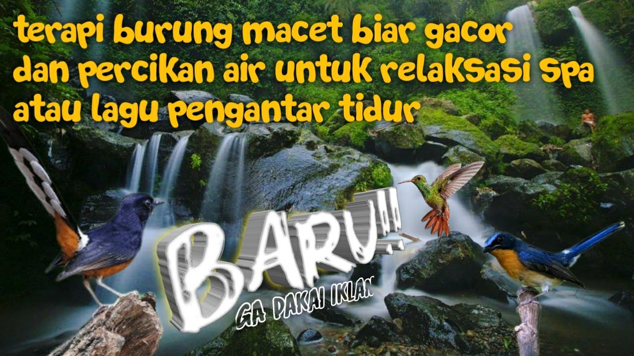 terapi suara burung macet dan gemercik air untuk relaksasi spa atau lagu pengantar tidur
