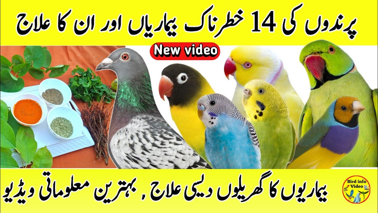 Sick bird treatment at home | bird natural medicine | sick parrot treatment | bird ki bimari ka ilaj