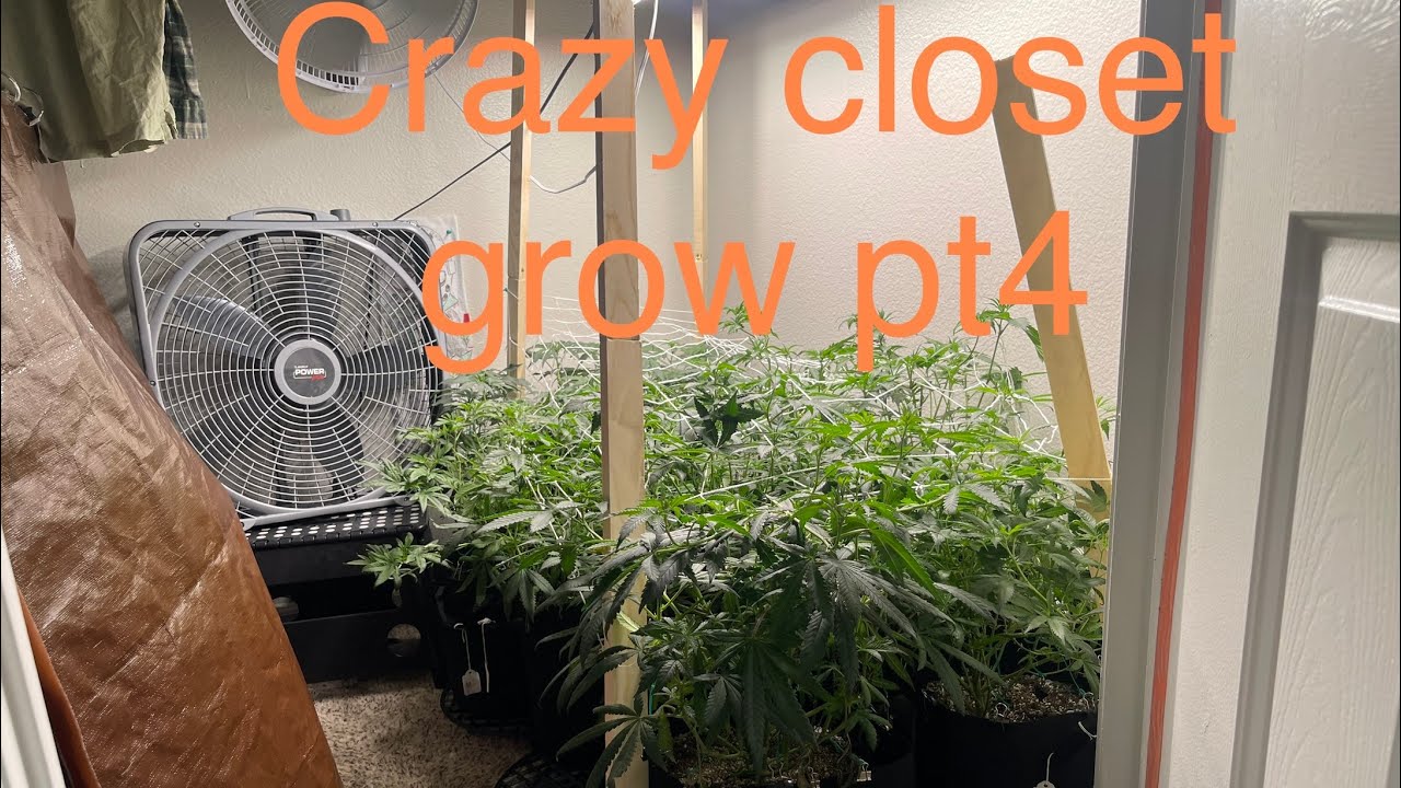 Sin mint cookies Line up from sin city seeds on week14 day17 #dank #420 #explore #fire #sincity