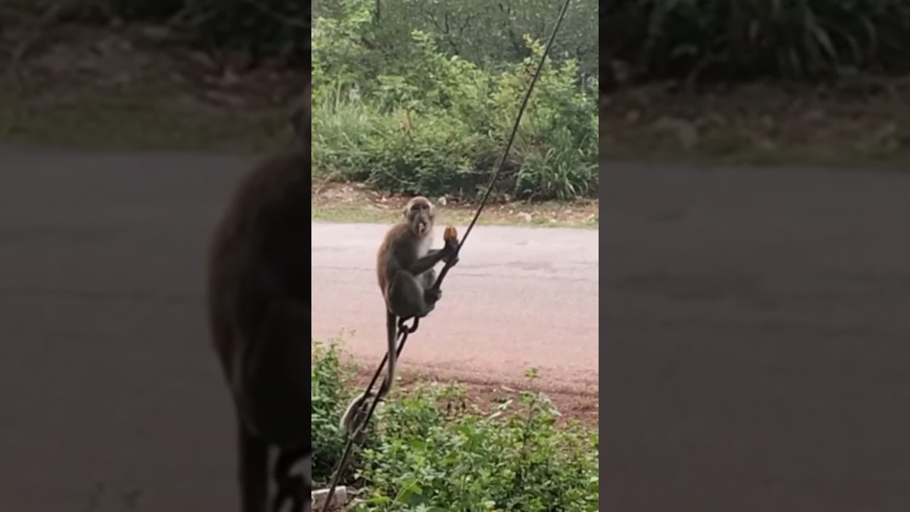 Feeding Hungry Wild Monkey In The Evening
