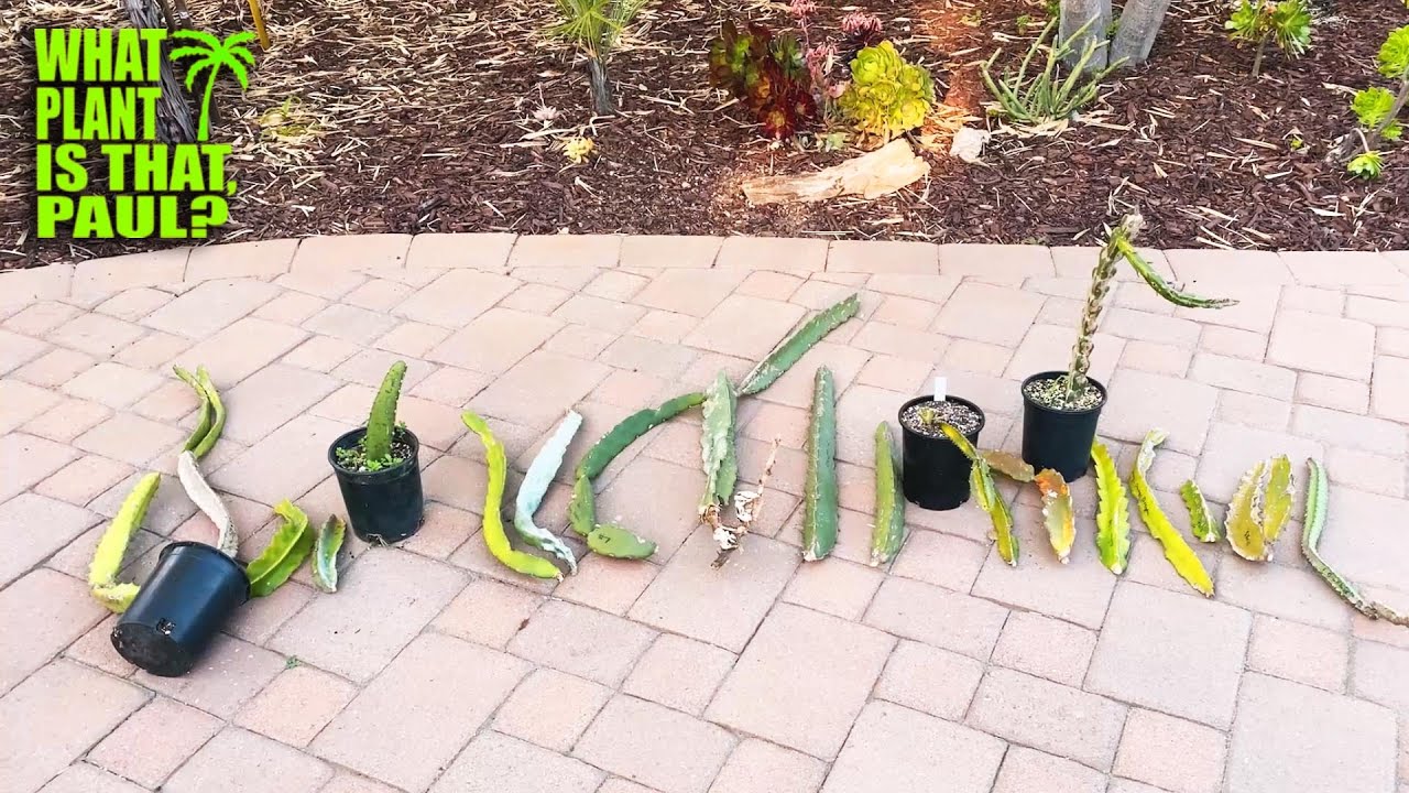 MASSIVE DRAGON FRUIT SCORE (Part 2) / RARE Varieties / More of PAUL THOMSON's DF / AMAZING PLANTS