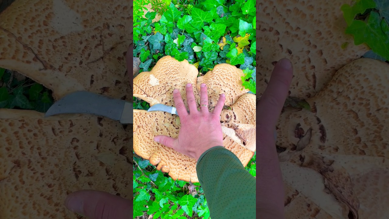 Огромный съедобный гриб ❤️&zwj;🔥Трутовик чешуйчатый Cerioporus squamosus Polyporus Melanopus Пестрец