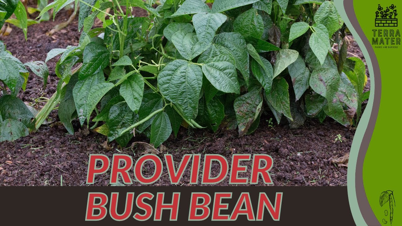 PROVIDER BUSH BEAN Information, Description & More! (Phaseolus vulgaris)