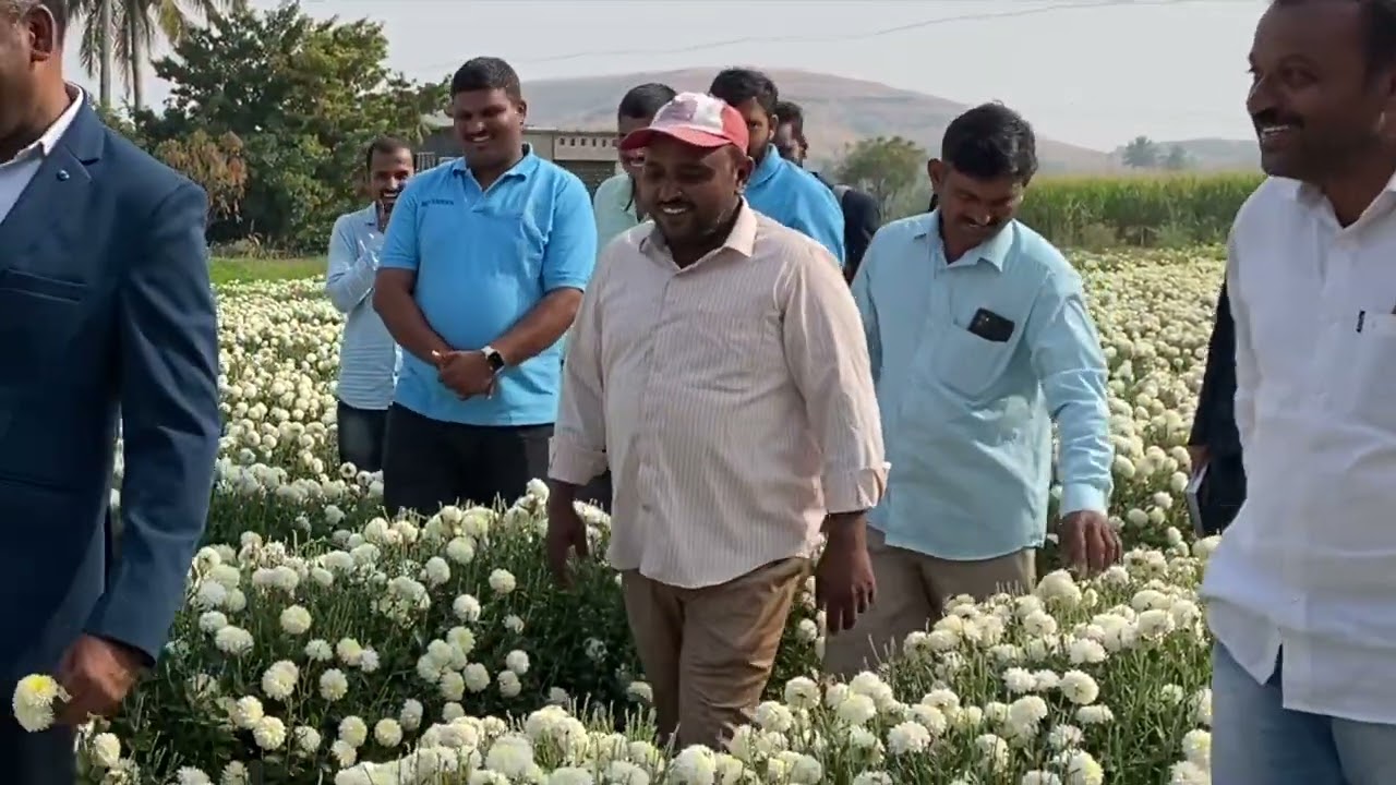 20गुंठ्यात 1टण शेवंतीचा🌼 तोडा.सरपंचांनी केले कौतुक,खर्च कमी उत्पन्न जास्त.