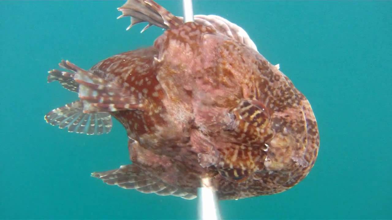 Pole Spear Spearfishing Northern California's Mendocino Coast