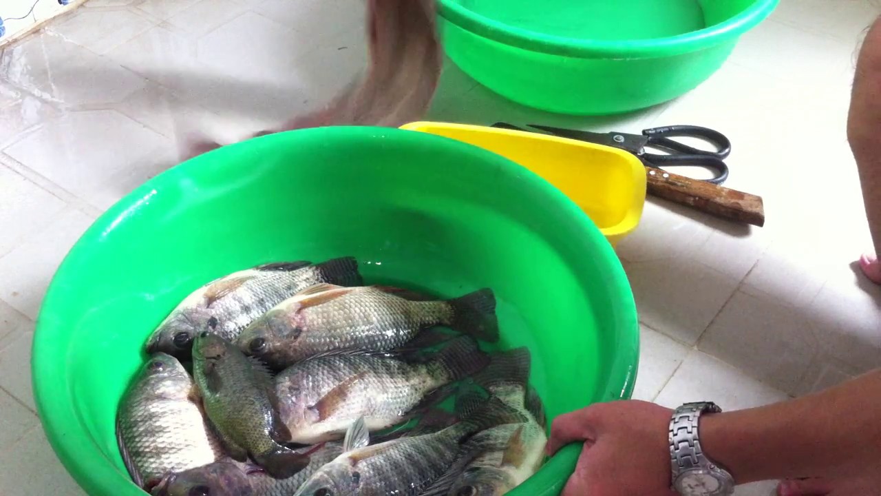 Hướng dẫn cách làm cá Rô Phi tại nhà !