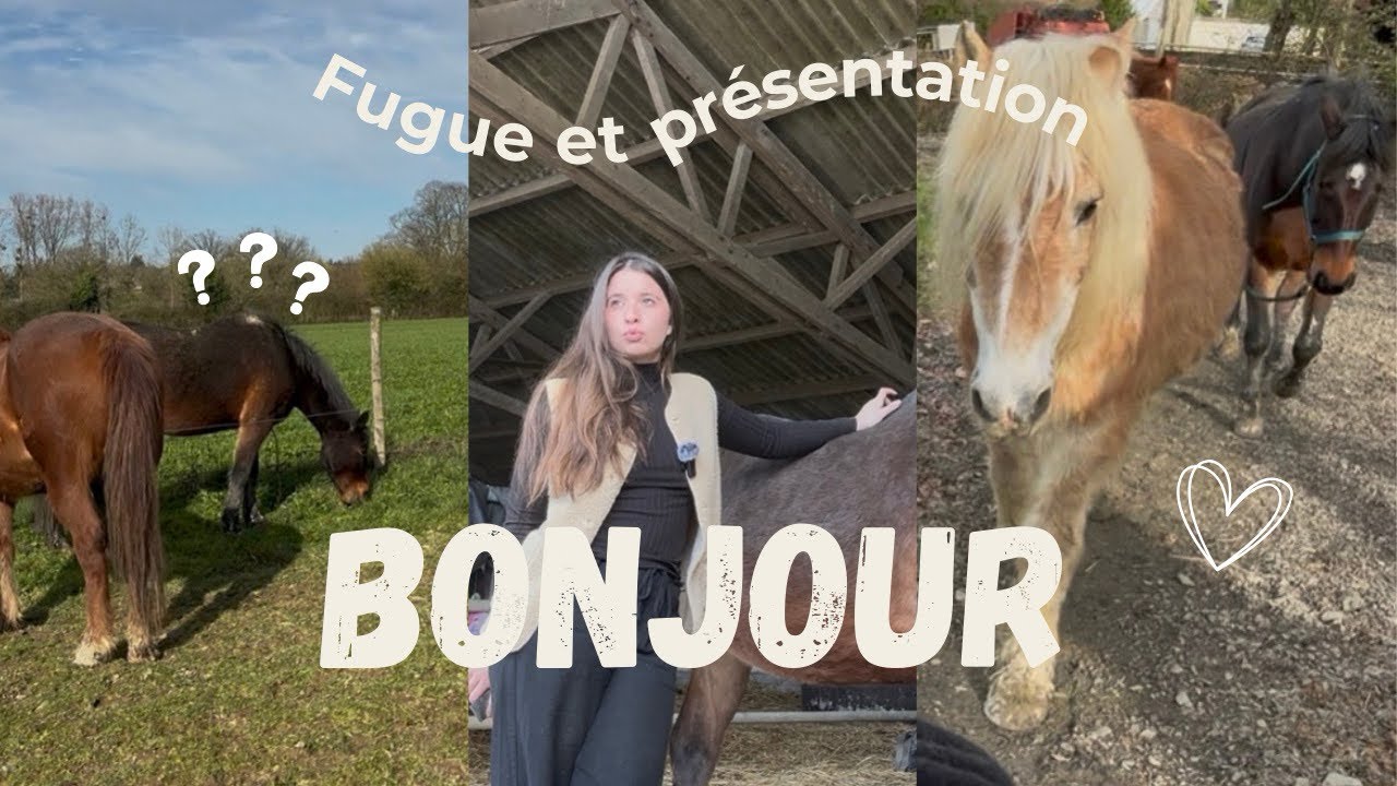 CHITCHAT PANSAGE : mon métier, mes chevaux, mes projets…