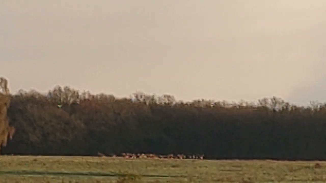Wolf en hert 23-03-2024