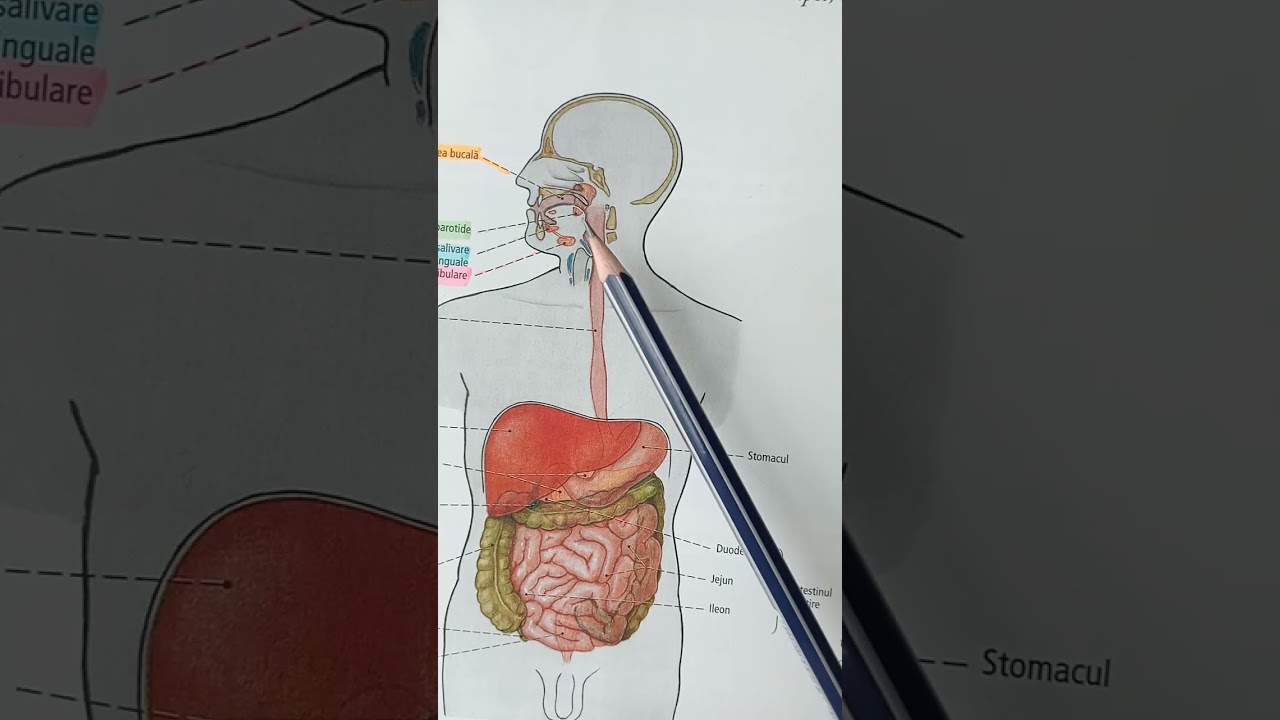 Sistemul digestiv. ( Digestia bucală , masticația ). #medicalstudent  #medicina #medicine 