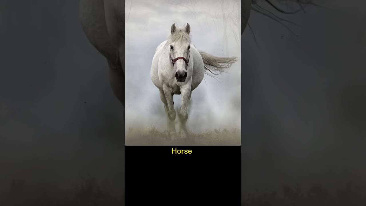 Horse #soundeffect #horse #horsesound #horseriding