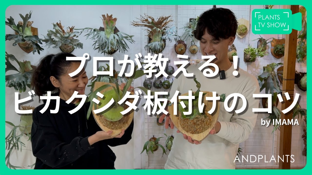 【プロが教える】ビカクシダ板付け🌿🪴初心者でもできる完全ガイド