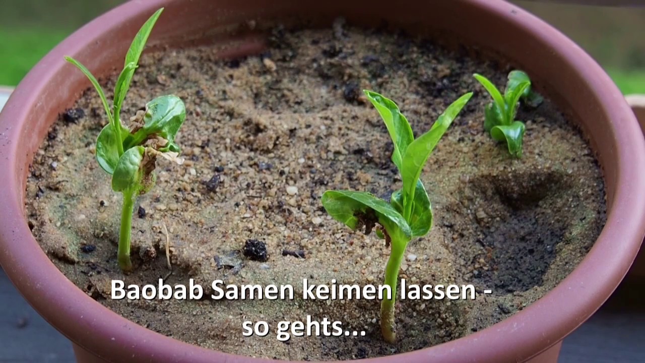 Baobab Samen keimen lassen