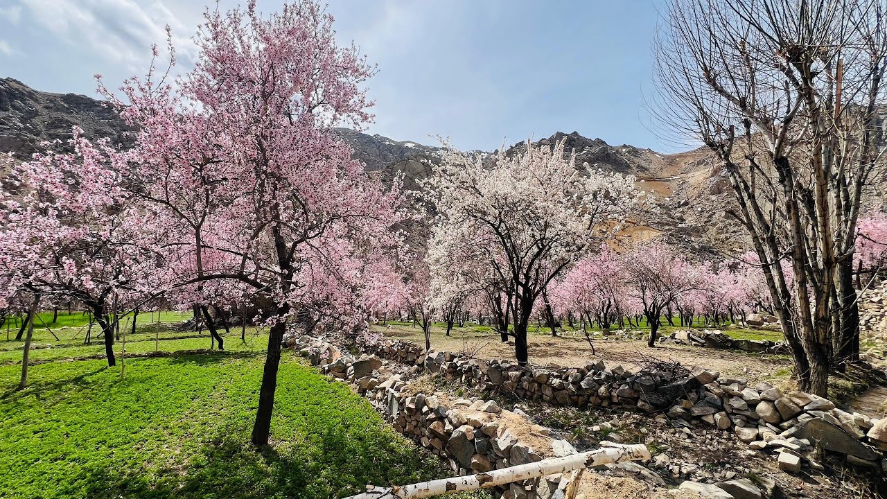 زیباترین آهنگ بهاری جاغوری | شکوه طبیعت هزارستان در فصل بهار 🌸