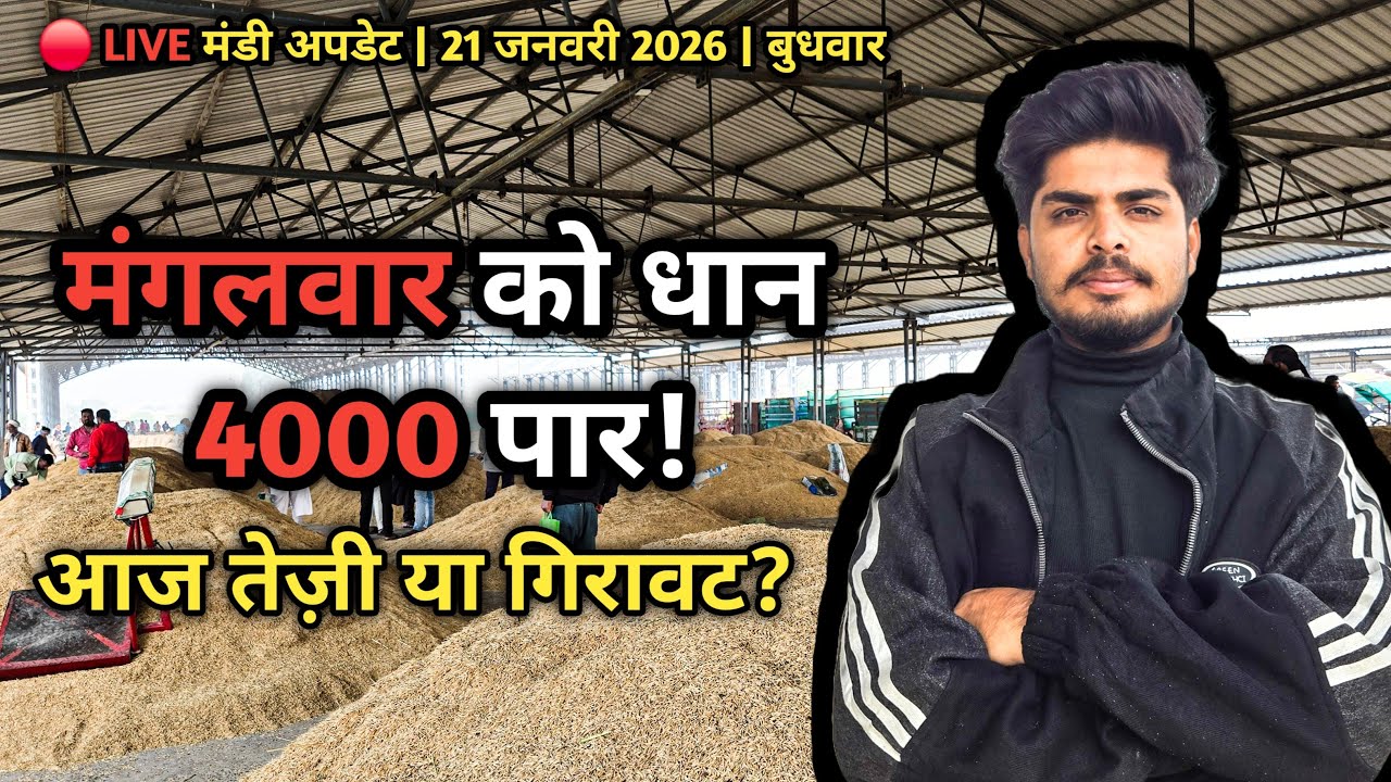 पिपरिया मंडी LIVE 🔴 | मंगलवार को धान 4000 पार गया था! | आज क्या होगा? | 21 जनवरी 2026 | MP Pipariya