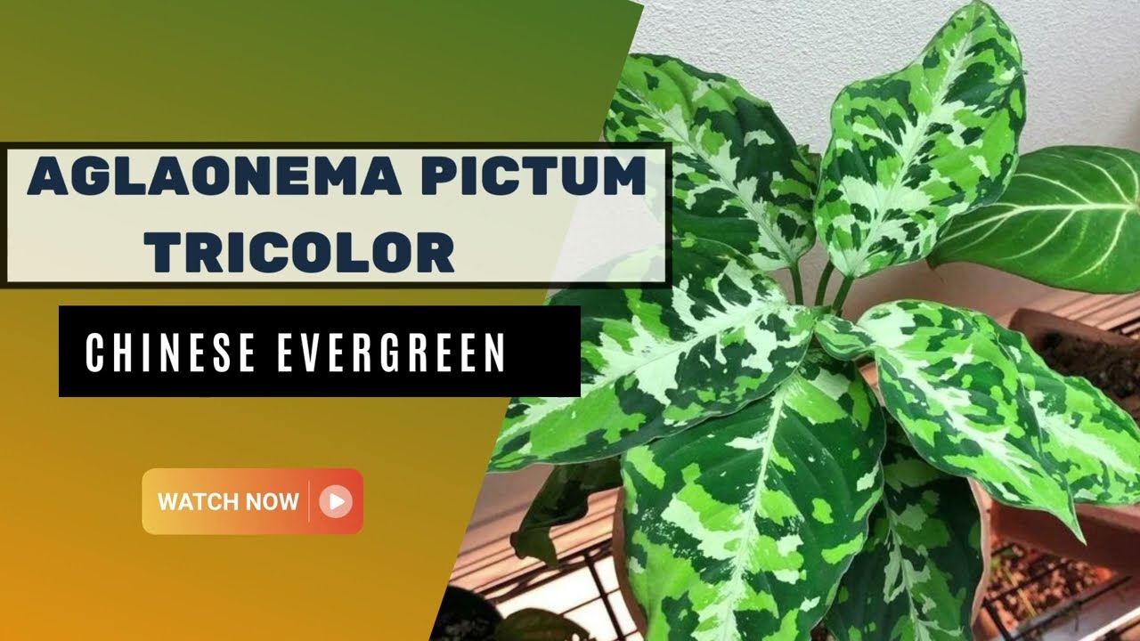Aglaonema Pictum Tricolor | Camouflage Plants | TinyLeaf