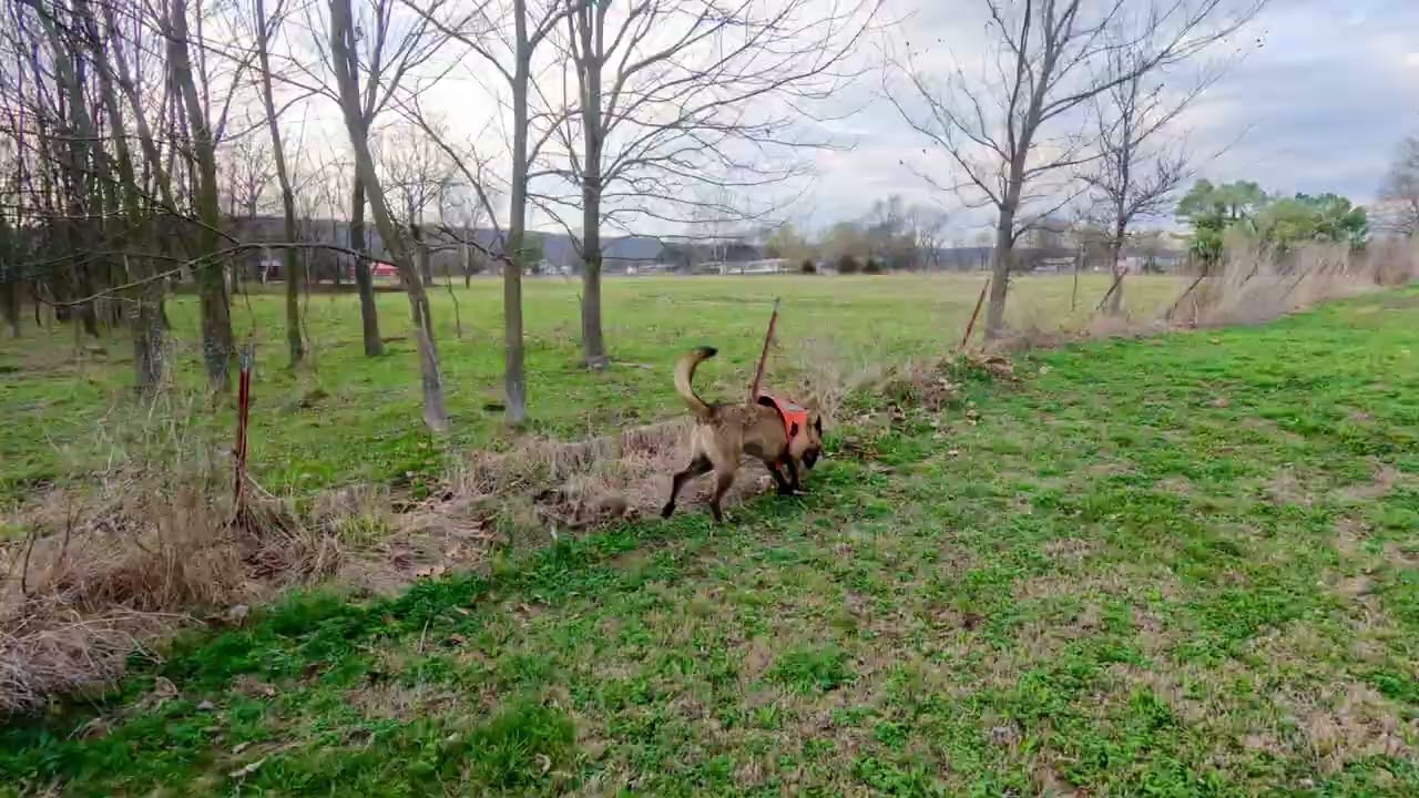 Working before the storm. Trooper on the job. #malinois #searchdog 