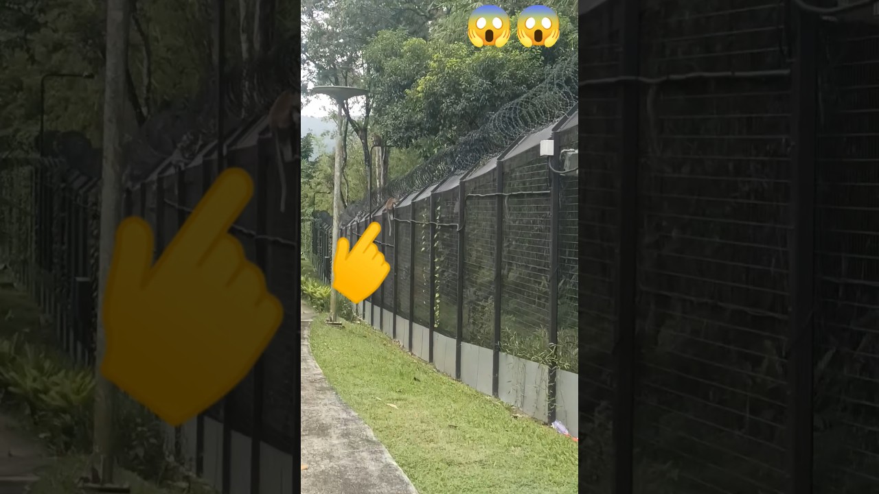 OMG 😲😲 monkey video 