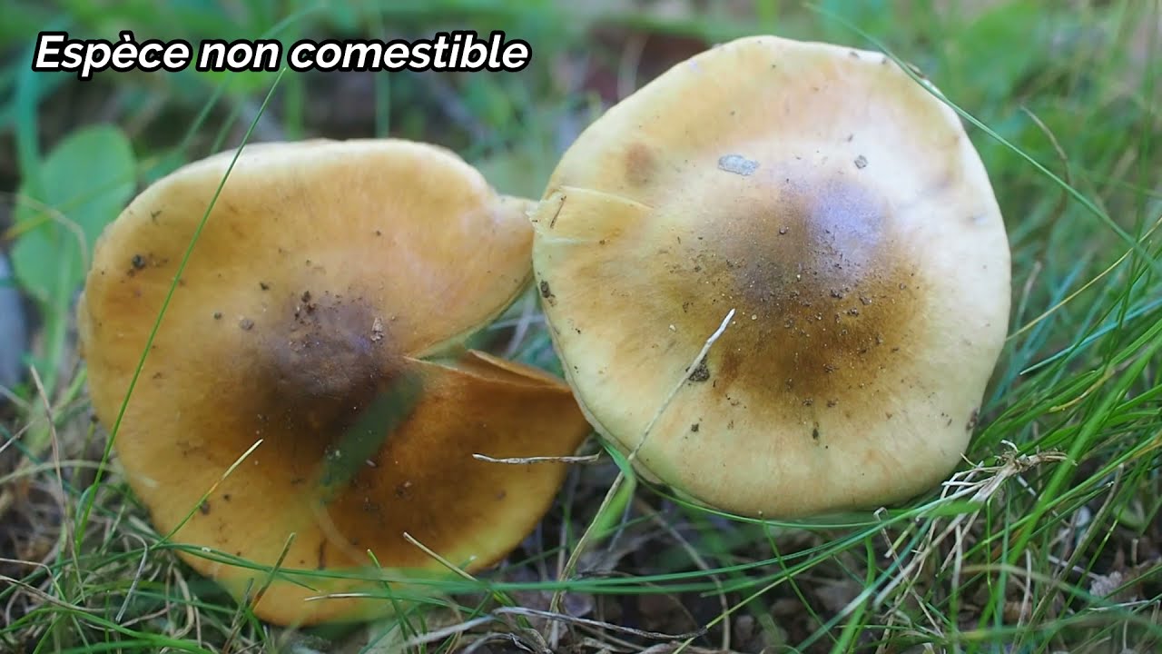 Cortinaire de Ricken (Cortinarius rickenii)
