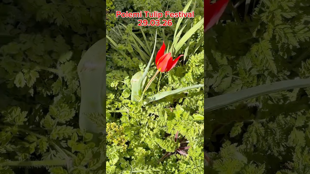 Tulip Festival at Polemi 29.03.26