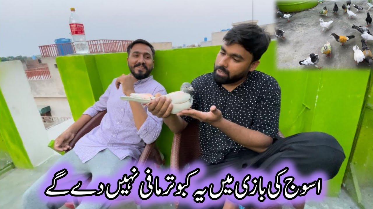 Asooj Ki Bazi Main Ya Kabootar Uray Ga 😮