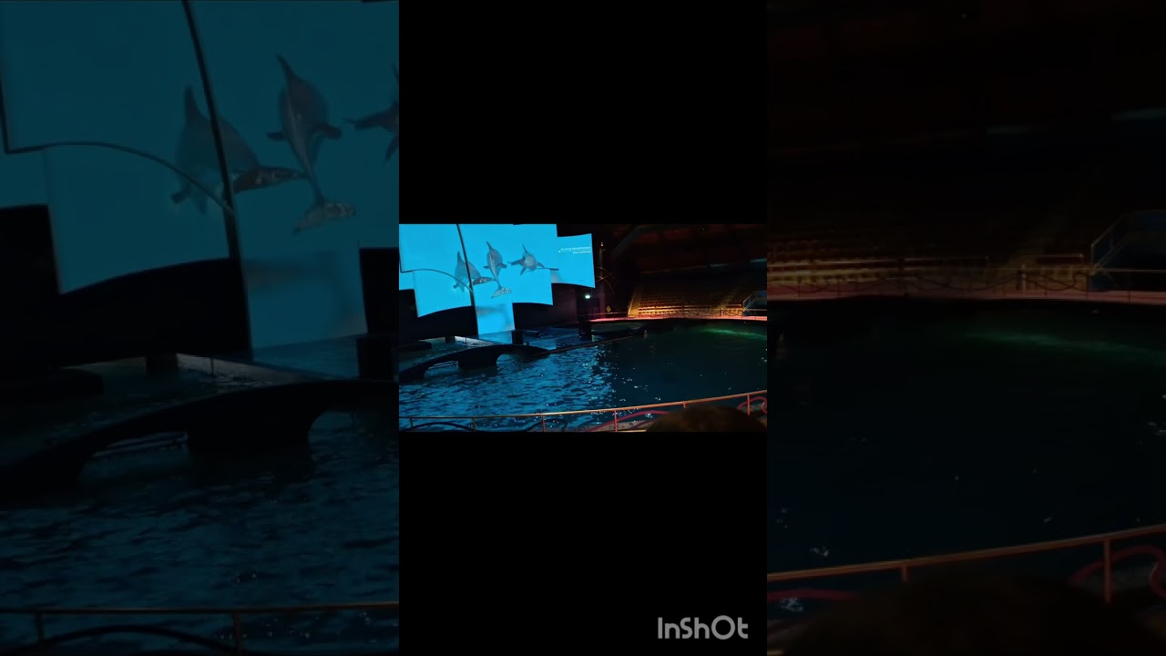 DOLPHIN SHOW | NETHERLAND | DOLFINARIUM| BALAKA BEJEWELLED