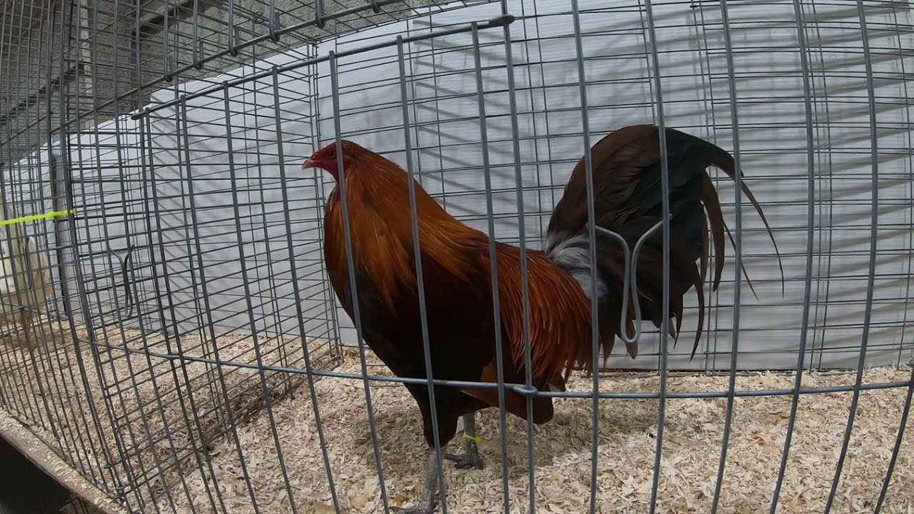 Gamebird Show SEOPBA SPRING 2022