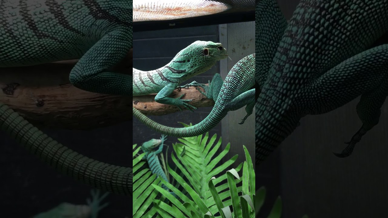 MOC Reptiles: Varanus prasinus