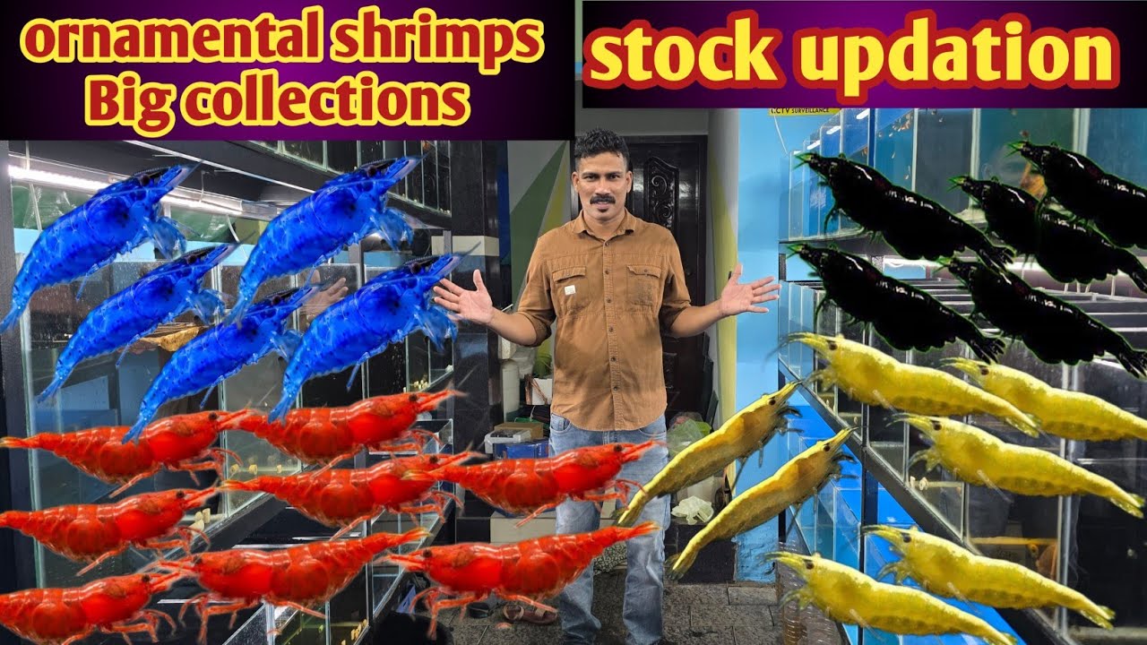Saturday stock updation 28/2/2026 || new stock shrimps &  Guppies #evaan_aquatic  9544123454