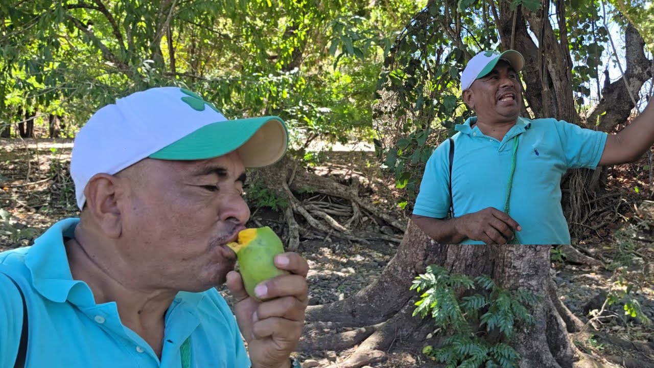 Me comí un mango 🥭 en la vida del campo de nuestro El Salvador 🇸🇻😋🍃