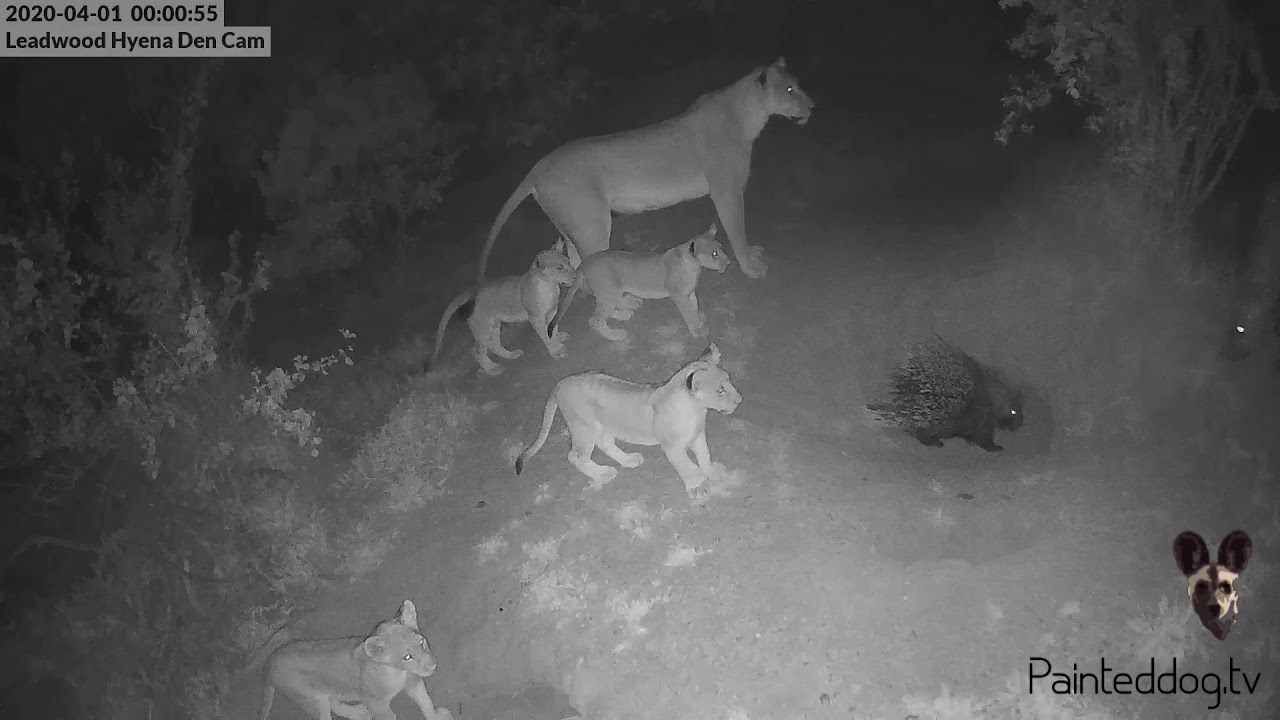 Amazing LIVE cam animal interaction just after midnight this morning