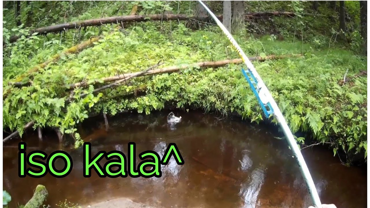 pikapisto purkkaripurolle || puronieriät hurjalla syönnillä||