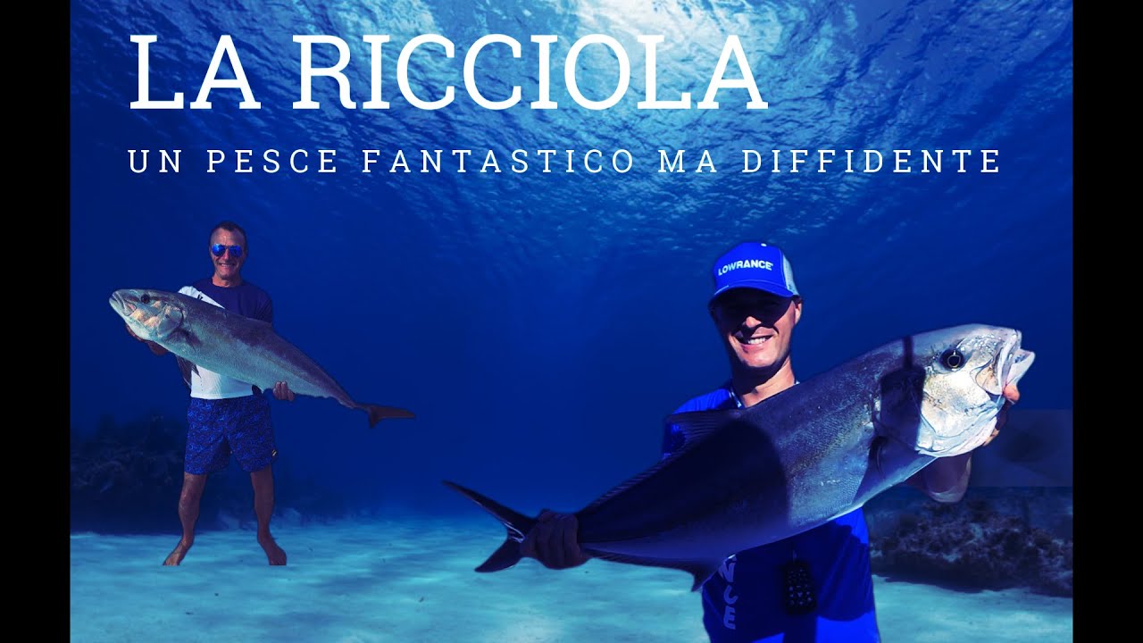 La ricciola: un pesce diffidente!
