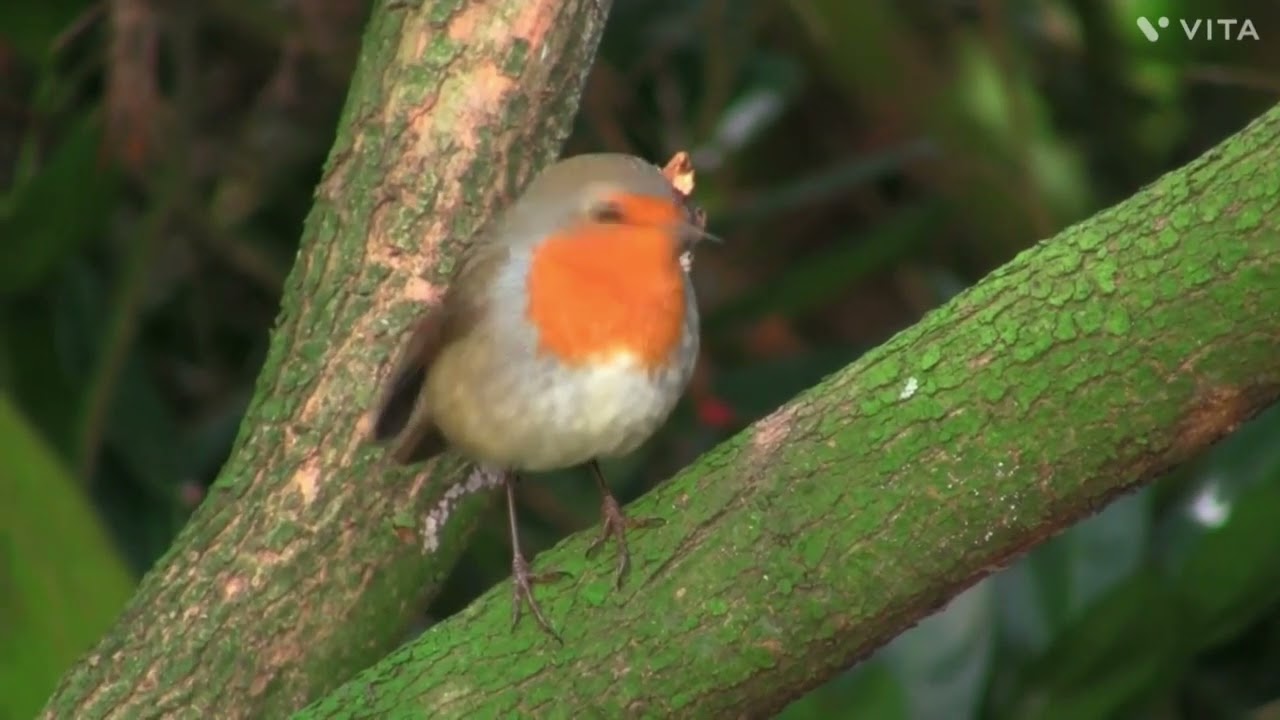 @AngryBirds @Worldofbirds321 @FreeDocumentaryNature
